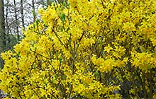  Osterfreizeit 2009 (Bild: Bl�ten in gelb