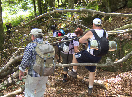  Berichte (Bild: Durch den M�rchenwald)