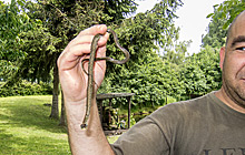  Grillfest 2012 (Bild: Eine Blindschleiche)