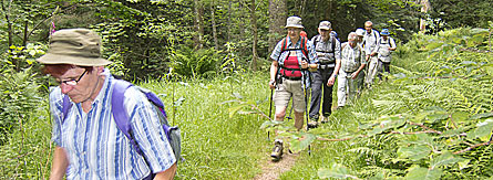 Vogesen 2012 (Bild: Wanderer iin der Natur)