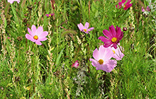 Ausflug nach Andernach (Bild: Blumenwiese)