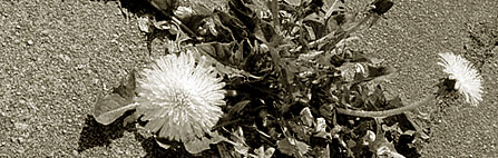 Hilfe zur Selbsthilfe (Bild: L&ouml;wenzahnblumen  wachsen im Asphalt)